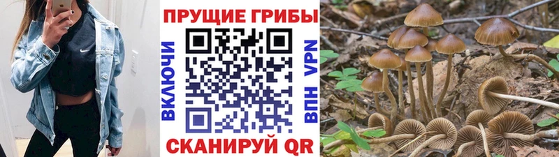 гидра рабочий сайт  Боготол  Псилоцибиновые грибы Psilocybe 